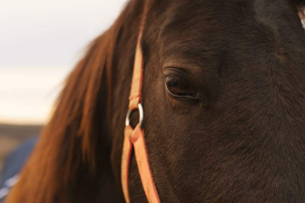 Uma mulher ficou ferida no final da manhã desta terça-feira (8), após levar um coice de um cavalo