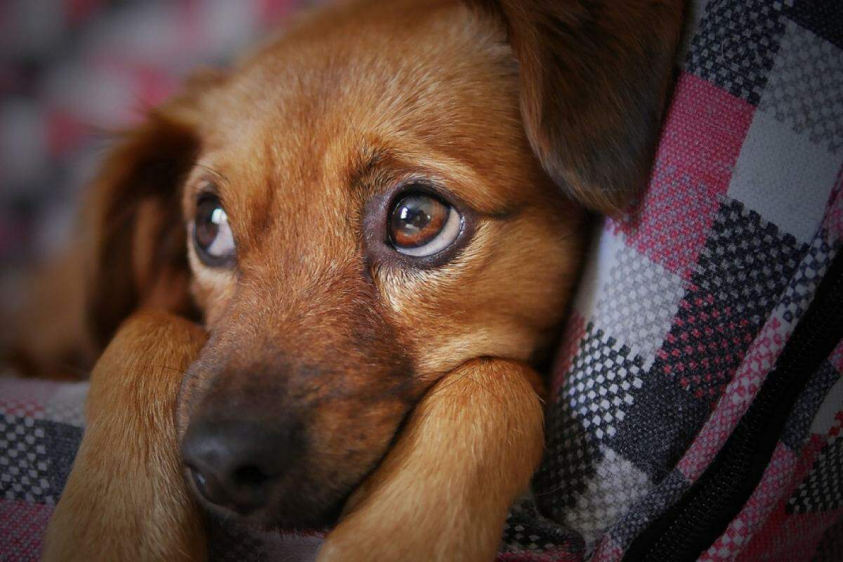 Plano inclui a garantia de rastreabilidade dos animais durante o transporte