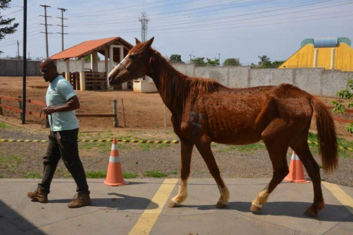 Dono leva animal arrematado no leilão do Canil Municipal