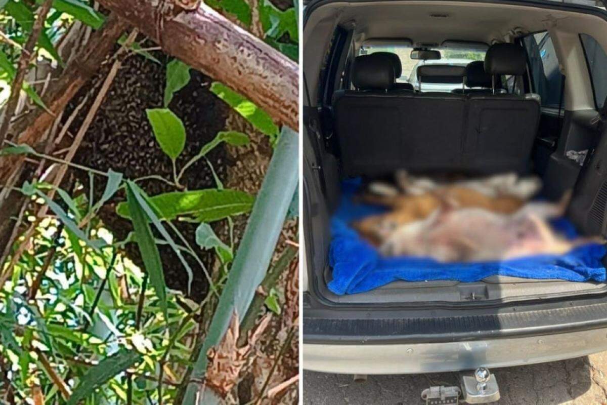 Quatro cachorros morreram na hora, já os dois que receberam atendimento numa clínica veterinária, morreram depois.