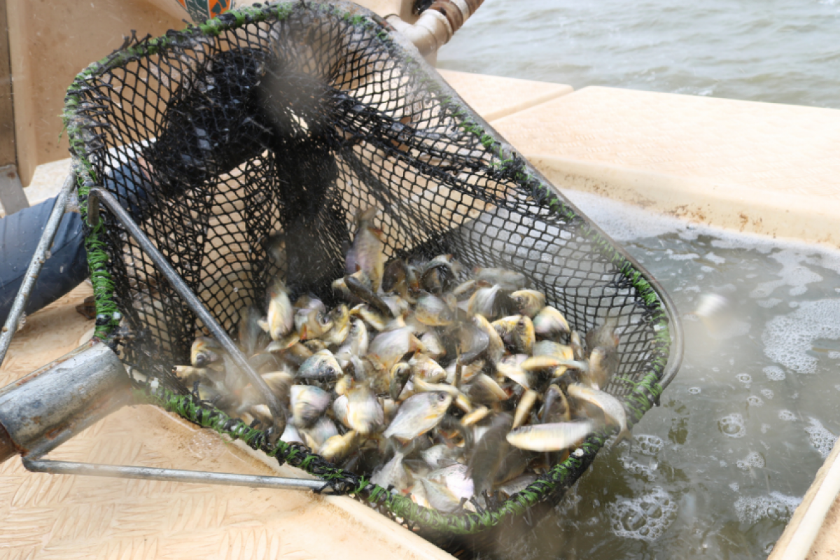 O pacu-guaçu é um peixe nativo da bacia do rio Piracicaba e pode chegar a 20 quilos.