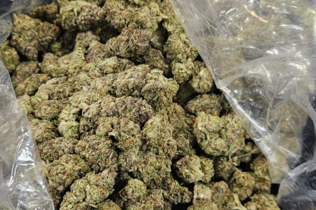 Também conhecida como 'supermaconha', o skunk é uma droga que pertence ao grupo dos canabinóides e tem efeitos mais potentes