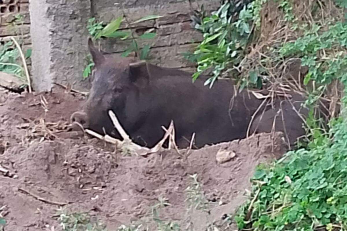 Última imagem do porco foi capturada na segunda-feira (28), quando uma moradora foi visitá-lo no UVZ (antigo CCZ)