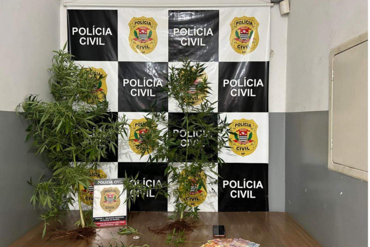 Pés de maconha, dinheiro, droga e celular apreendidos na operação