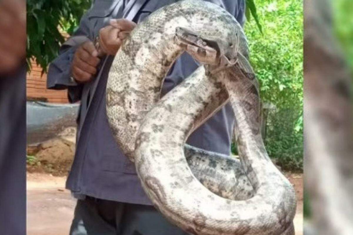 Após a remoção segura, a cobra foi devolvida ao habitat natural