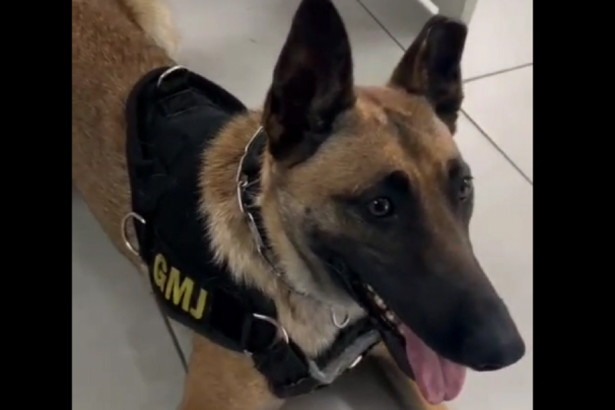 K-9 Foxy conseguiu farejar as sacolas com drogas em uma área de mata