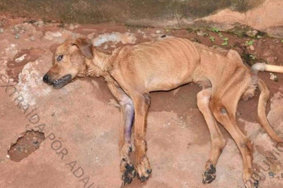 Os agentes verificaram que o morador havia deixado os animais sem cuidados por dias, o que resultou na morte de um deles e no sofrimento dos demais