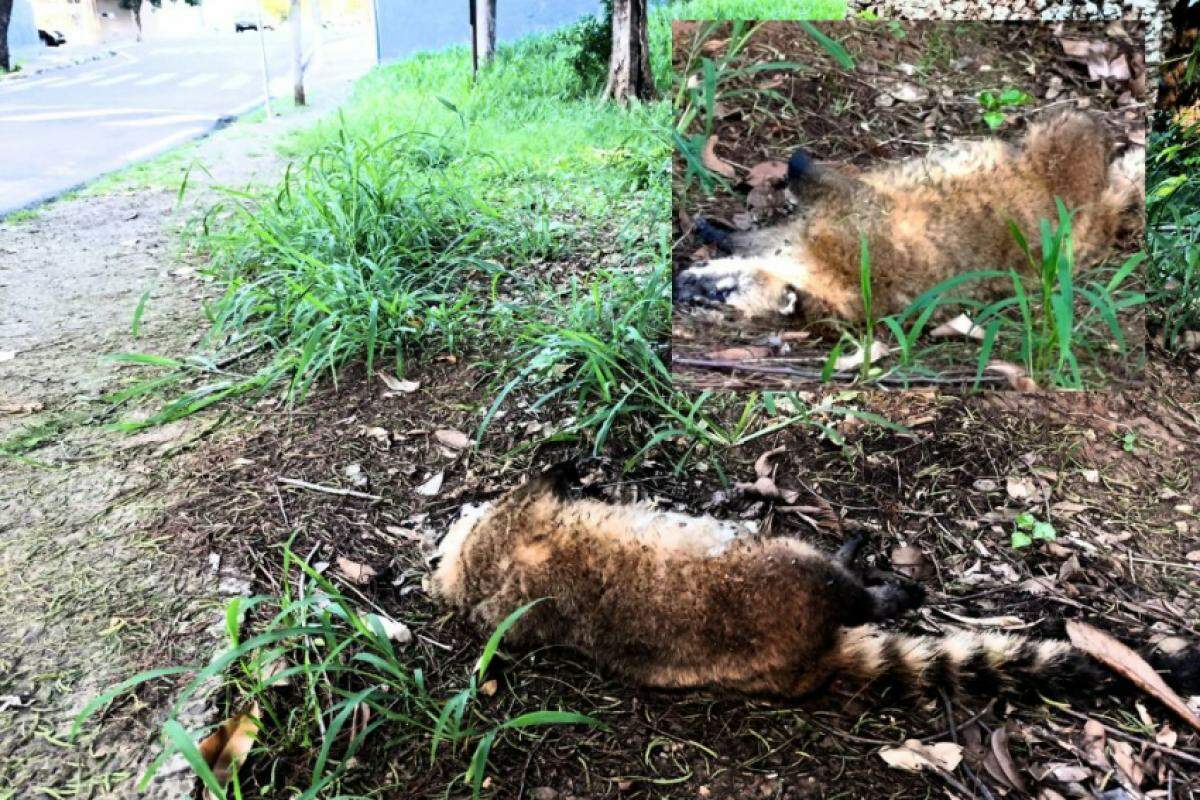 Após o impacto, o animal caiu morto ao lado da via no Jardim Brasília.