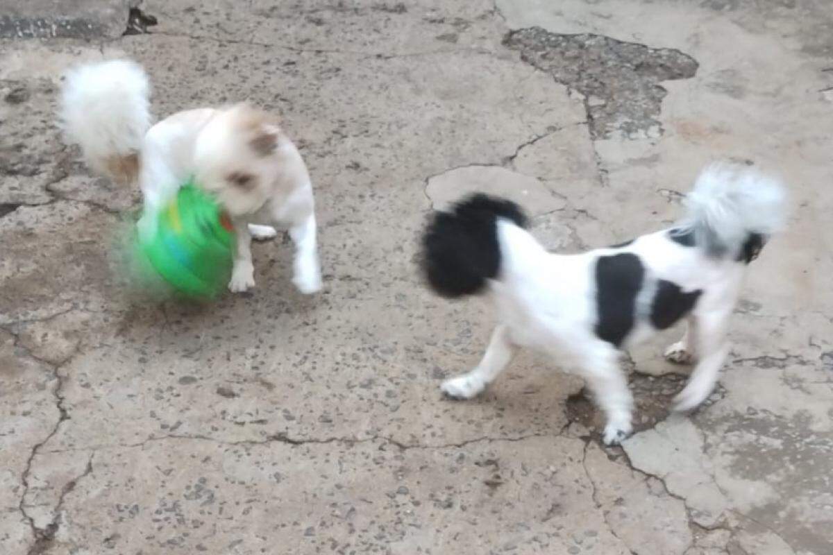 Cachorros da raça Shih tzu foram encontrados após mobilização