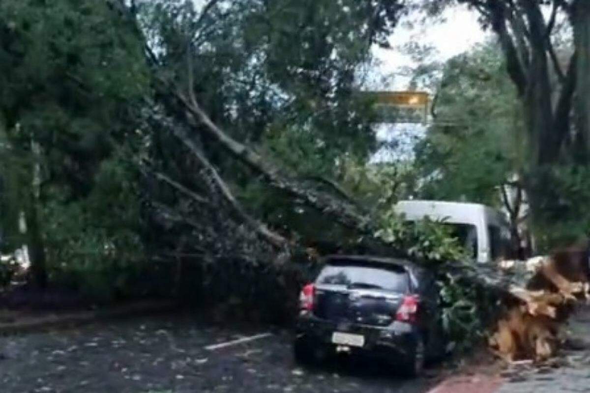 Chuva e vento provocaram queda de árvore em São José