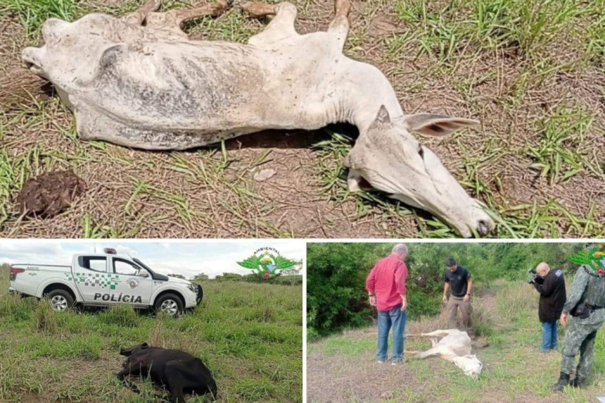 Mais de 30 animais morreram por desnutrição e desidratação