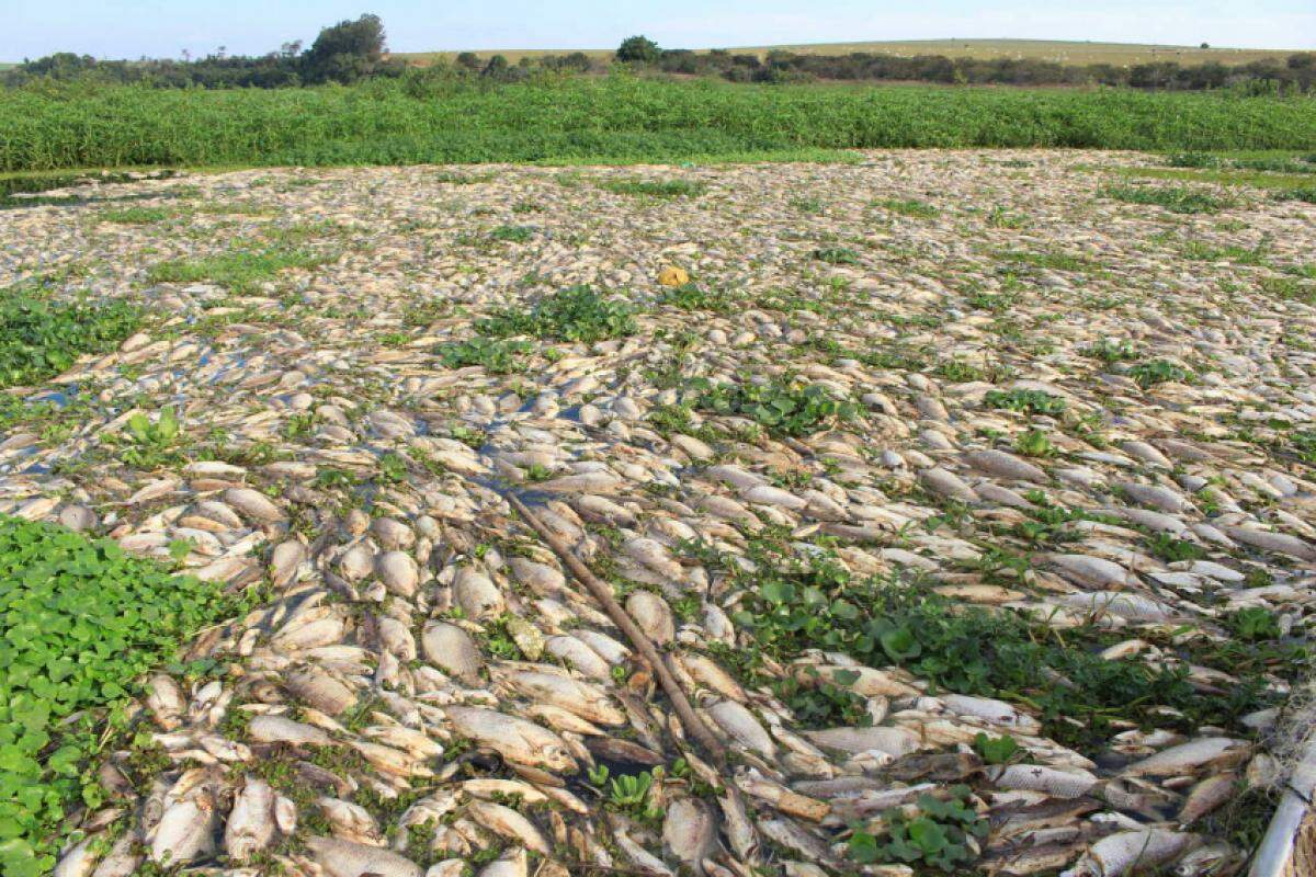 Toneladas de peixes morreram em decorrência de efluente de usina