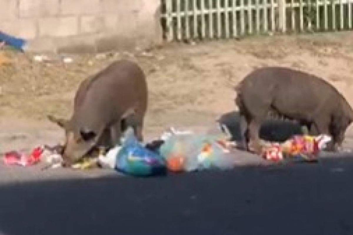 Porcos comendo lixo na região sul