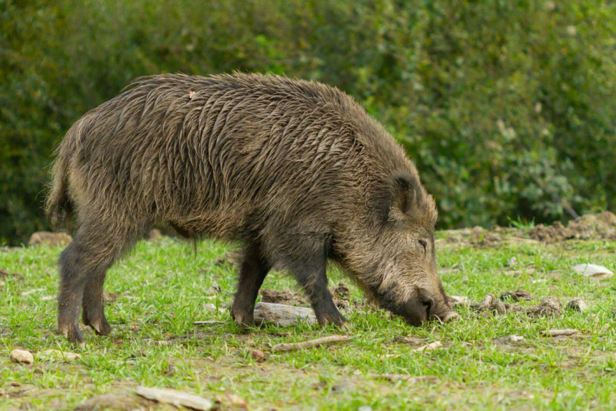 Javaporco: espécie que surgiu do cruzamento de javalis com os porcos domésticos.