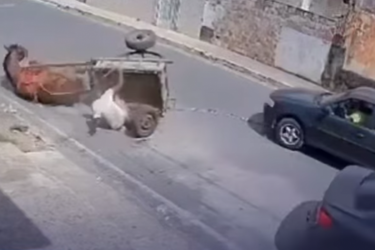 As imagens mostram uma corda presa ao carro, aumentando a carga que o animal tentava puxar.