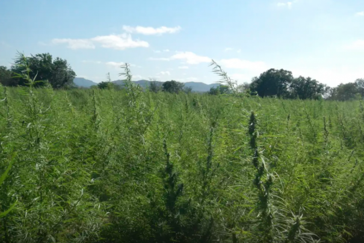 'Apesar de a maconha ser proibida para uso adulto, na prática já há todo um ecossistema criado em torno dela', diz advogado.