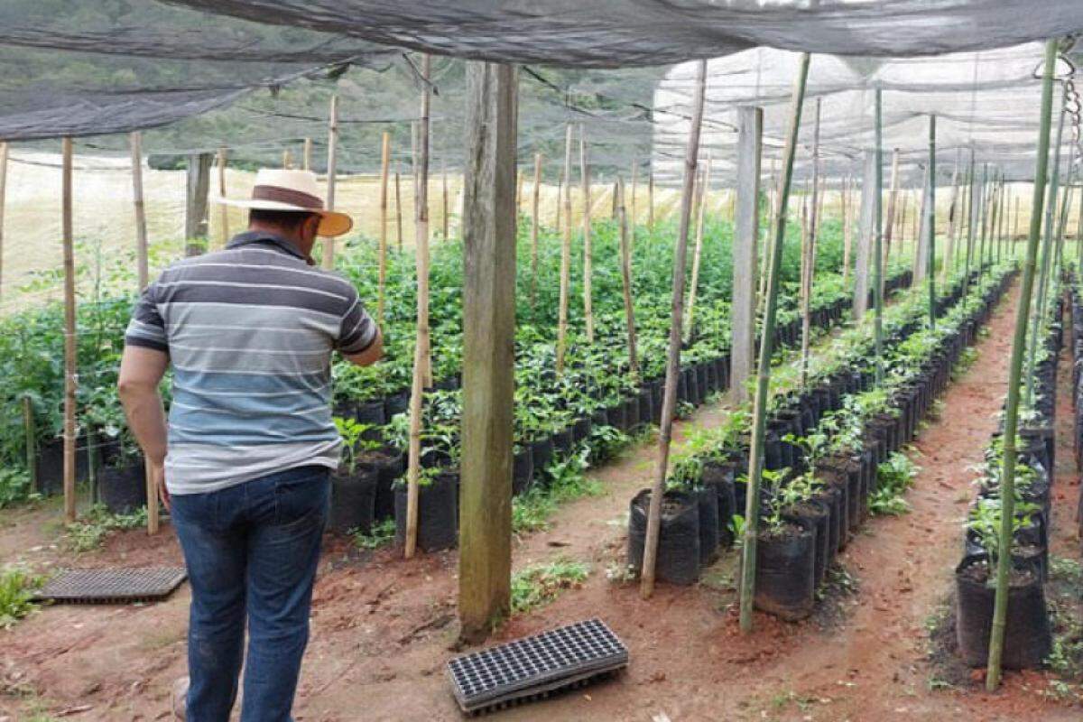 O produto seria direcionado para consumo na merenda escolar