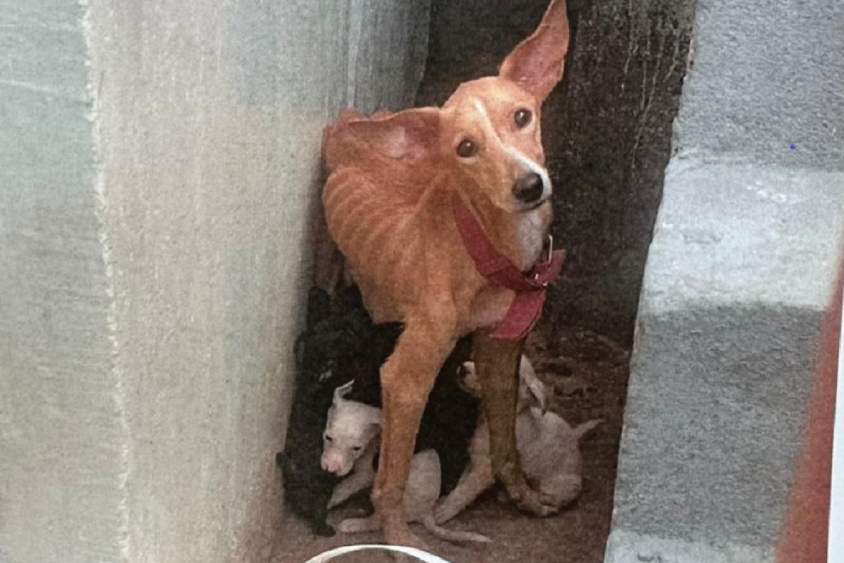 Os animais apresentavam sinais de desnutrição e estavam confinados num espaço minúsculo.