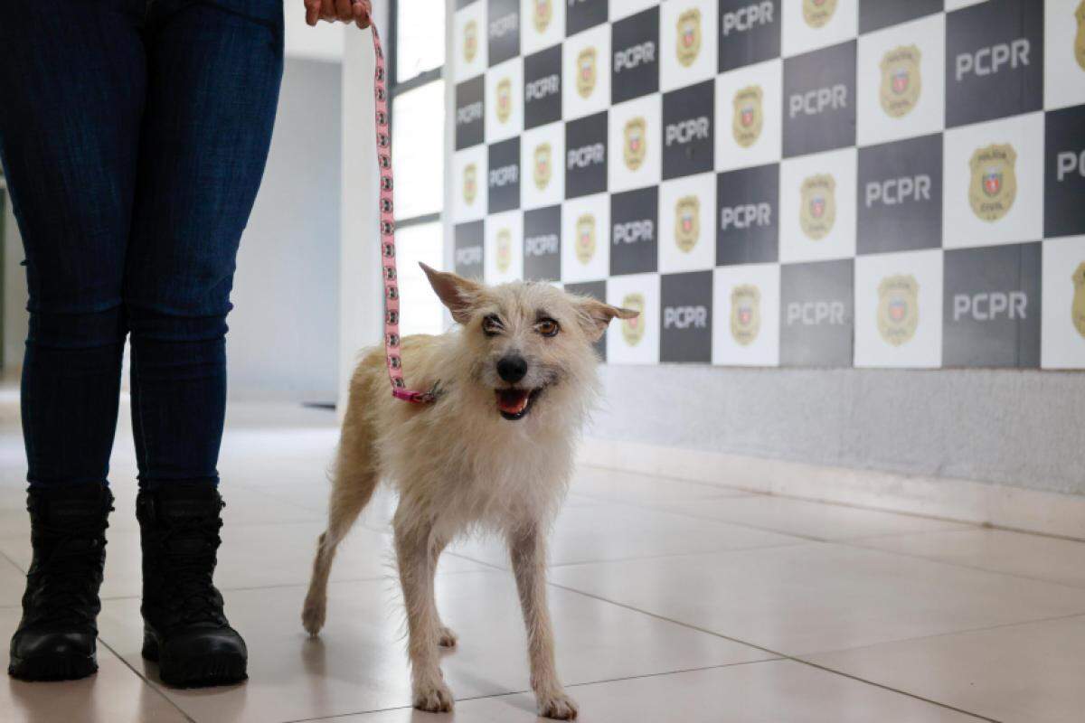 Filó chamou atenção dos policiais ao latir e acompanhar a viatura até uma caixa onde estavam os bichinhos. 