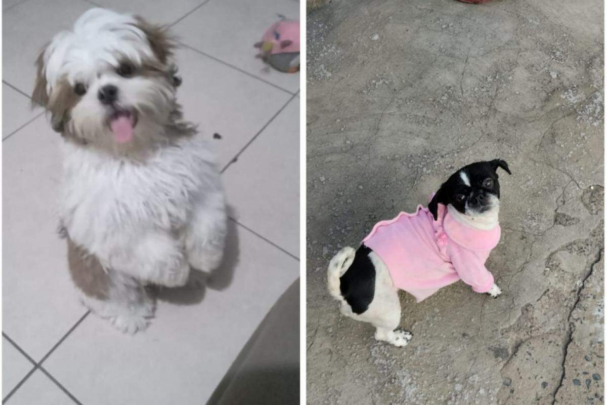 Cãezinhos Floquinho e Luke seguem desaparecidos