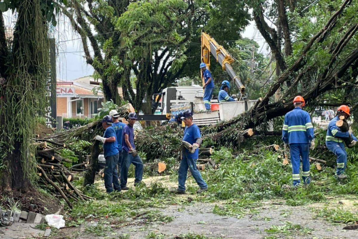 Trabalho de desobstrução de árvores caídas continua nesta sexta-feira