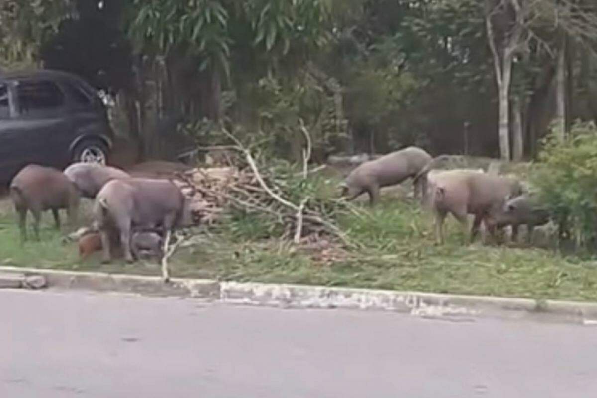 Porcos na rua na zona sul