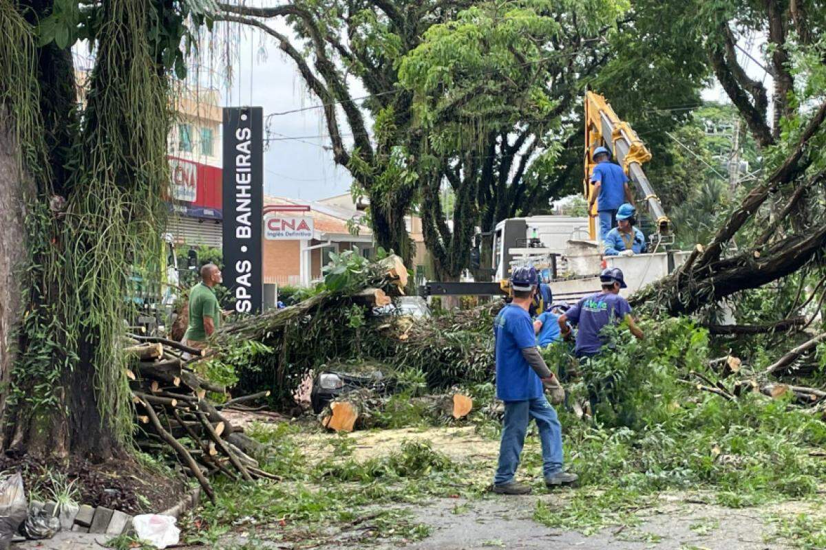 Temporal provocou a queda de mais de 30 árvores em São José