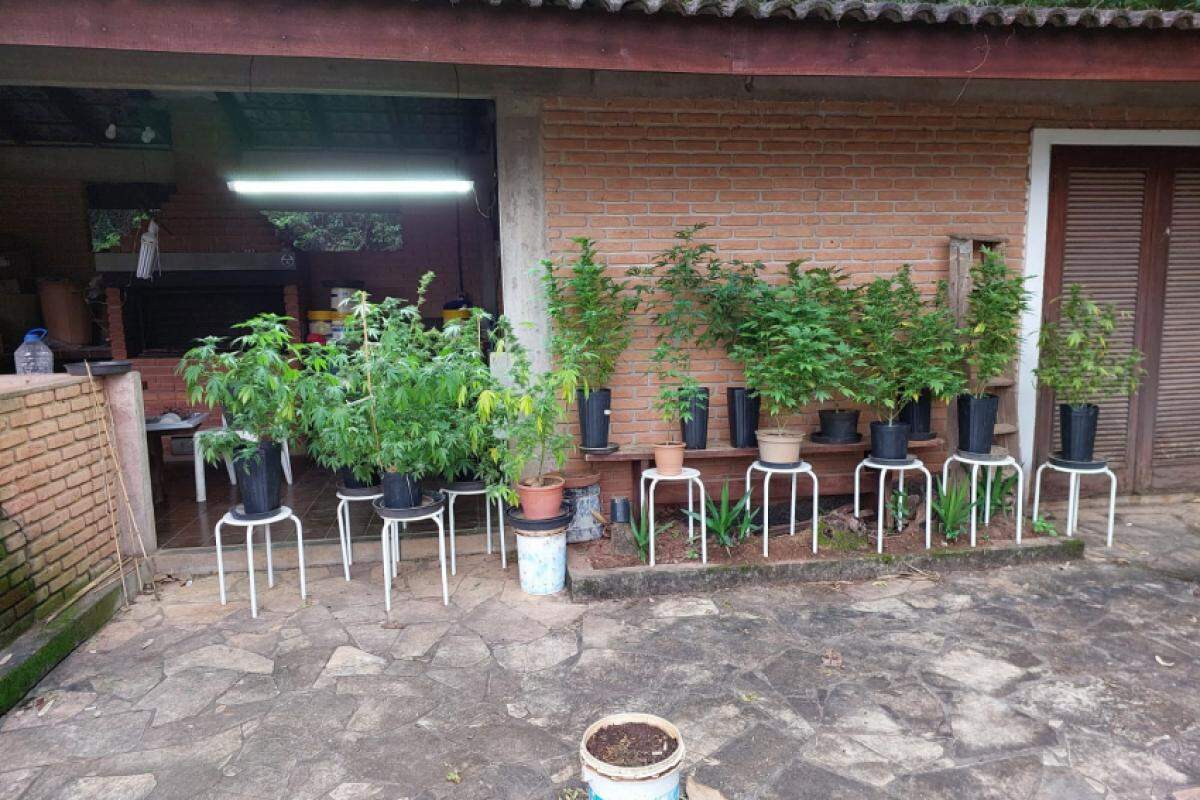 Os policiais encontraram 52 pés de maconha, vasos, mudas e sementes da planta