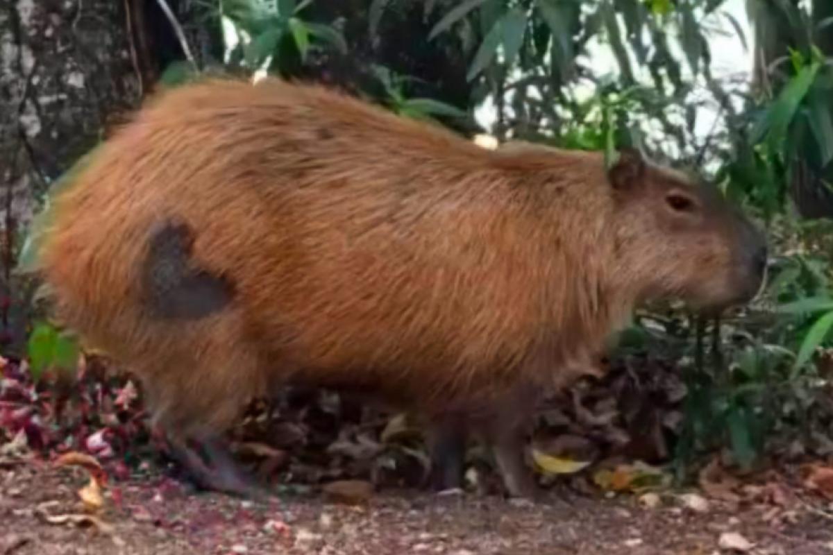 Os visitantes do Parque Portugal podem notar capivaras com desenhos de coração na parte traseira do corpo.