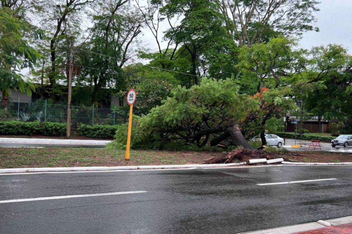 Árvore que grande caiu já foi retirada do local