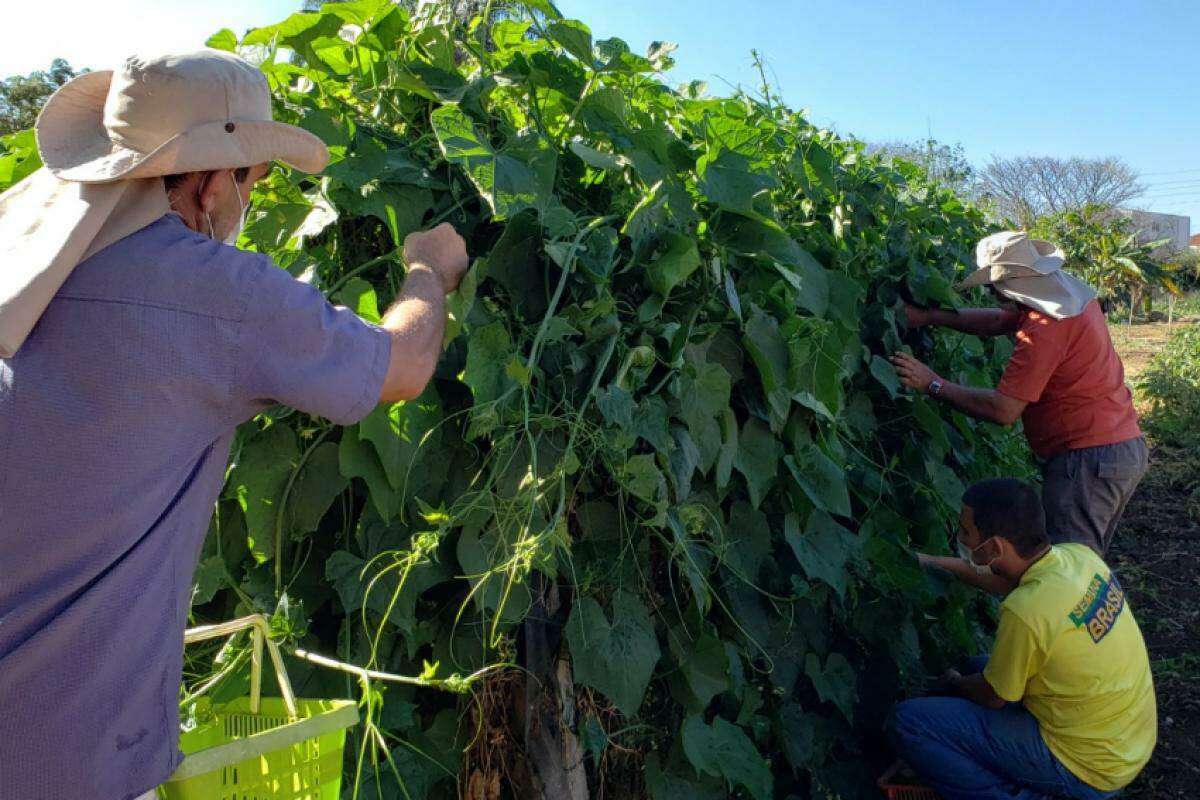 Alimentos são cultivados pelos integrantes do Projeto de Desenvolvimento Humano Oficinas Inspiração, realizado pela fundação e que conta com a Oficina Agrícola