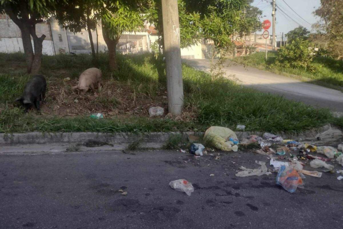 Porcos em terreno e lixo jogado na rua