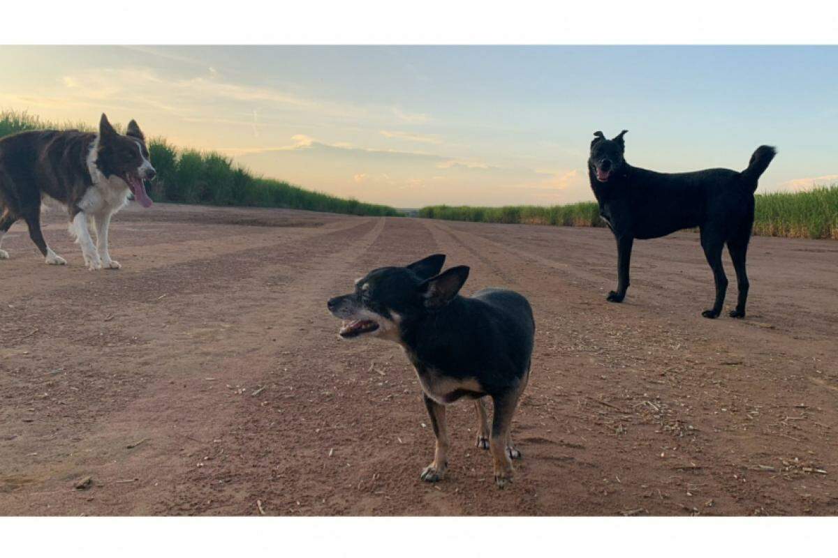 Matilda, Bebê e Guga