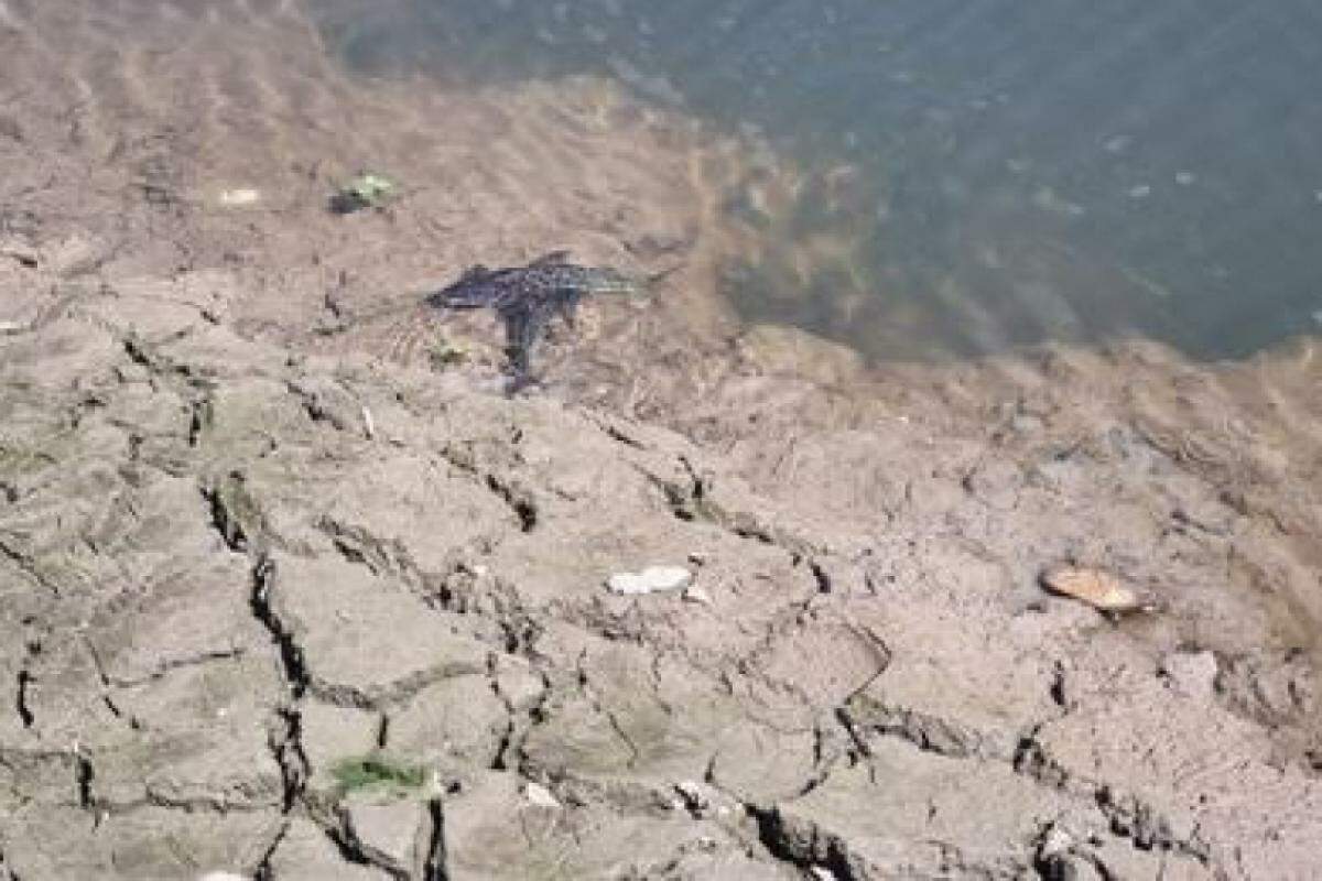 Peixes mortos no rio Paraíba