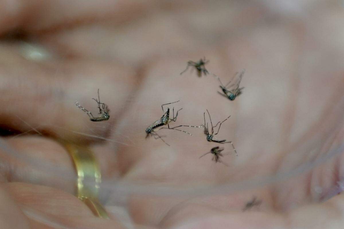 No último sábado (23), a cidade realizou o 21º mutirão de 2024 contra o mosquito Aedes aegypti