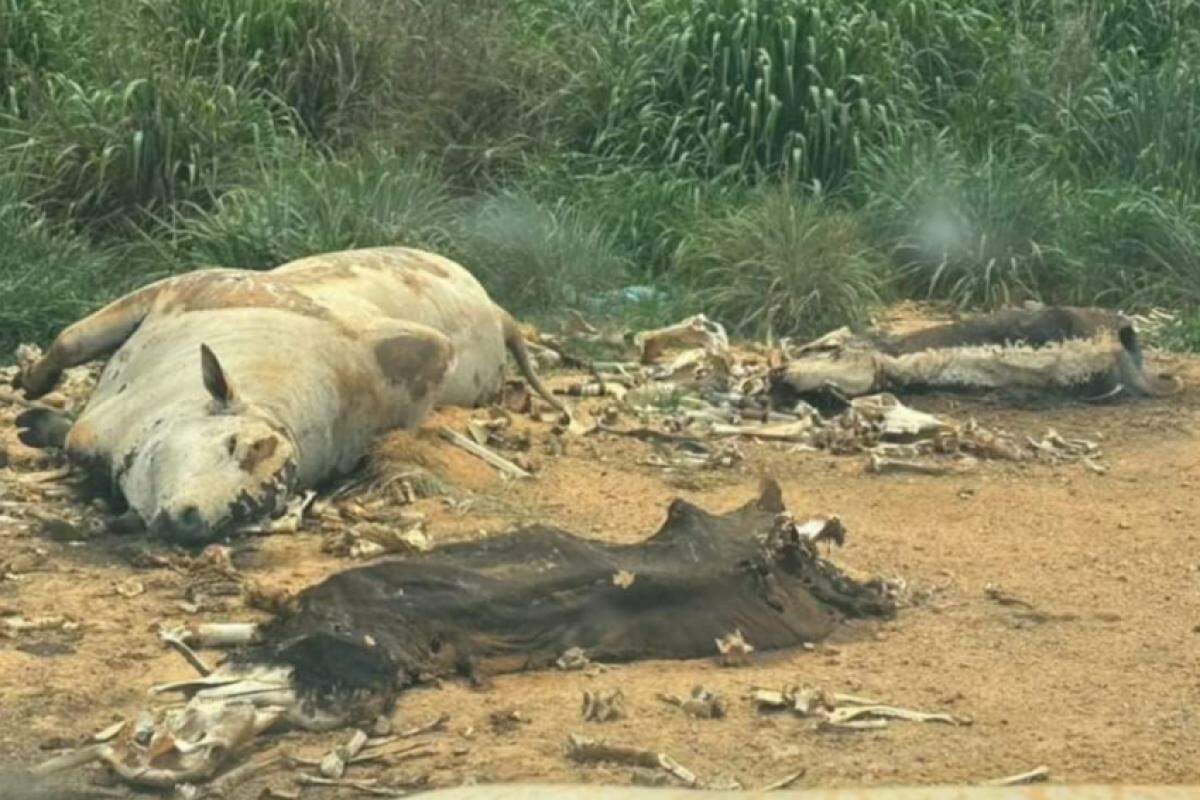 Carcaça de gado jogado na beira da estrada em área rural