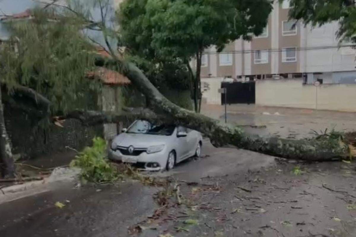 Carro foi atingido por árvore que caiu