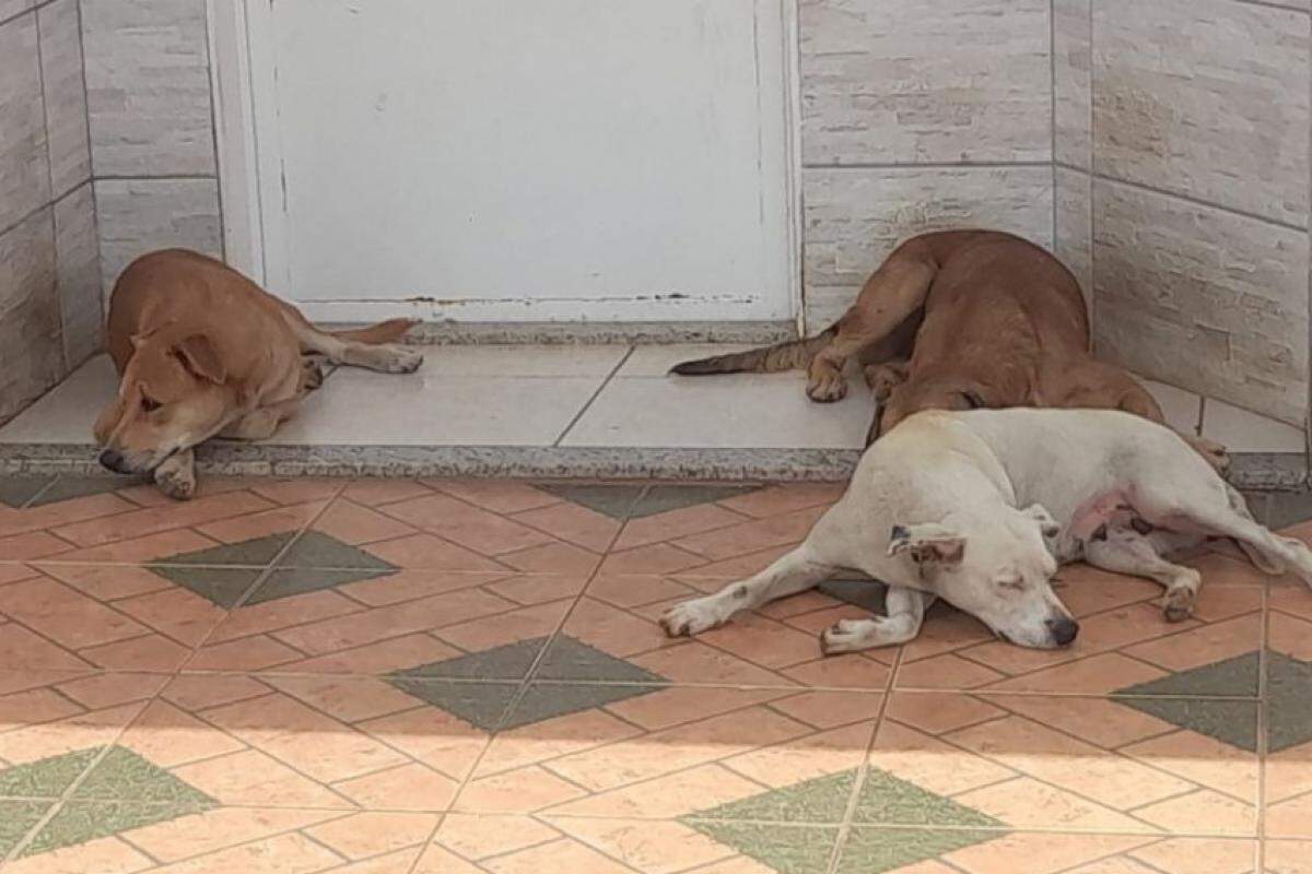 Cães estão soltos em ruas do Jardim Alvorada em Franca