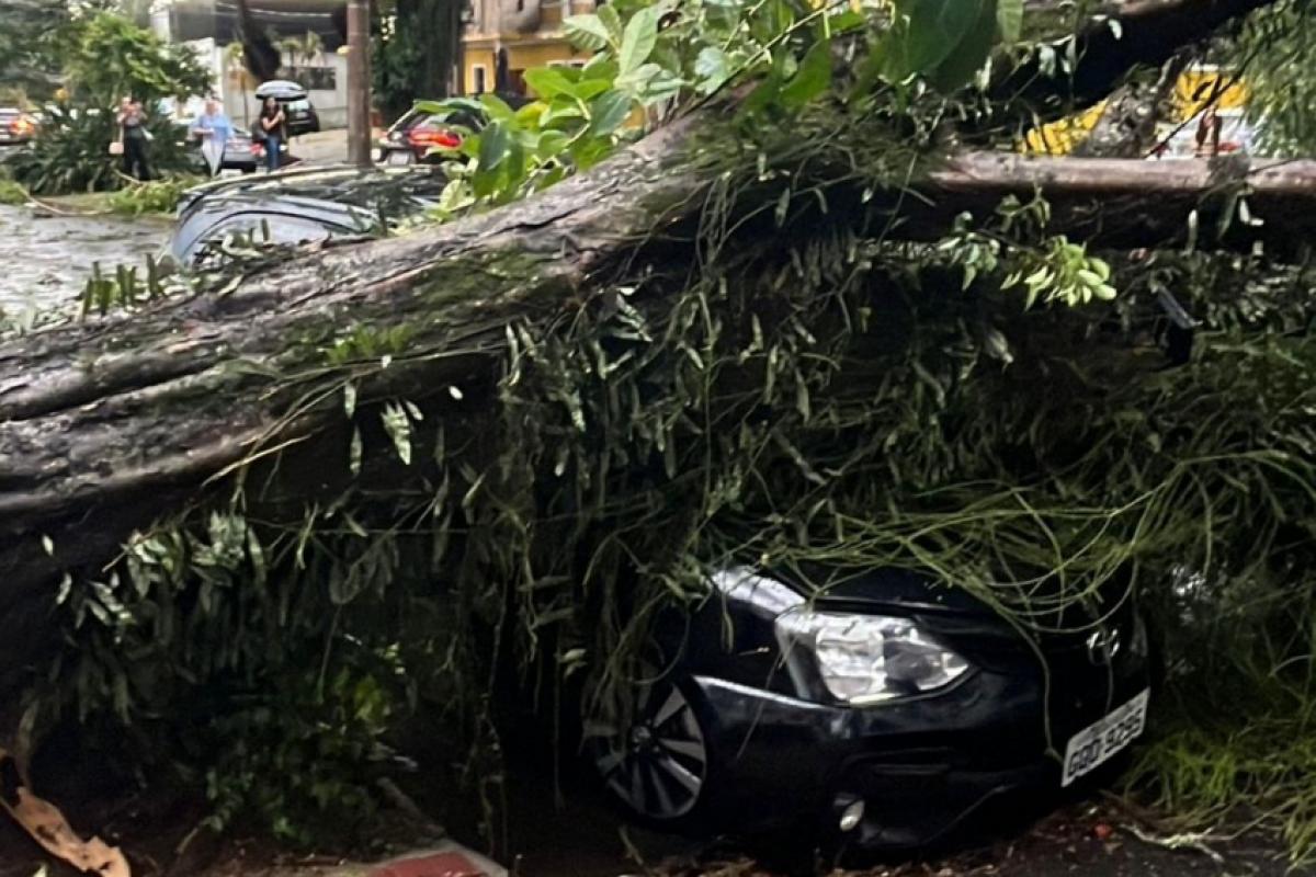 Carro ficou destruído com queda de árvore