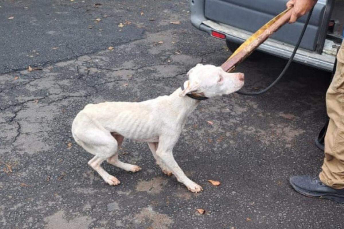 Cãozinho estava magro, com fome e triste: caso de maus-tratos em Piracicaba