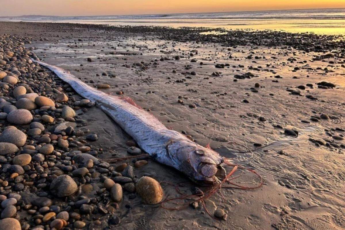 O peixe media aproximadamente 3 metros e foi encontrado morto por uma estudante de doutorado