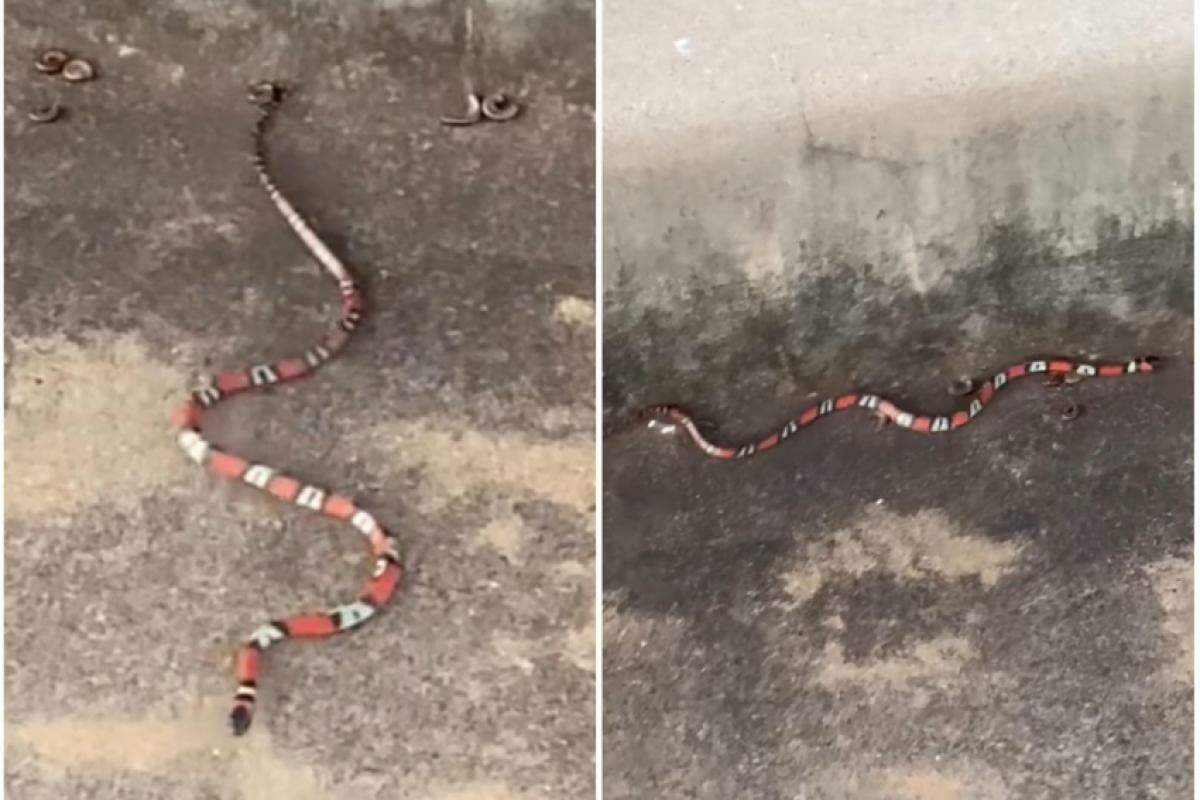 Animal foi encontrado em condomínio no Parque Universitário