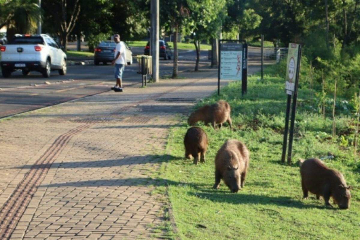 As capivaras pastavam tranquilamente na vegetação verdinha ao lado da avenida.