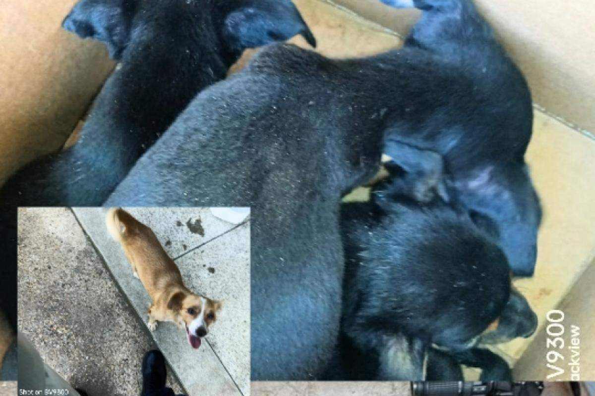 Os cães foram encontrados em uma área de canavial.