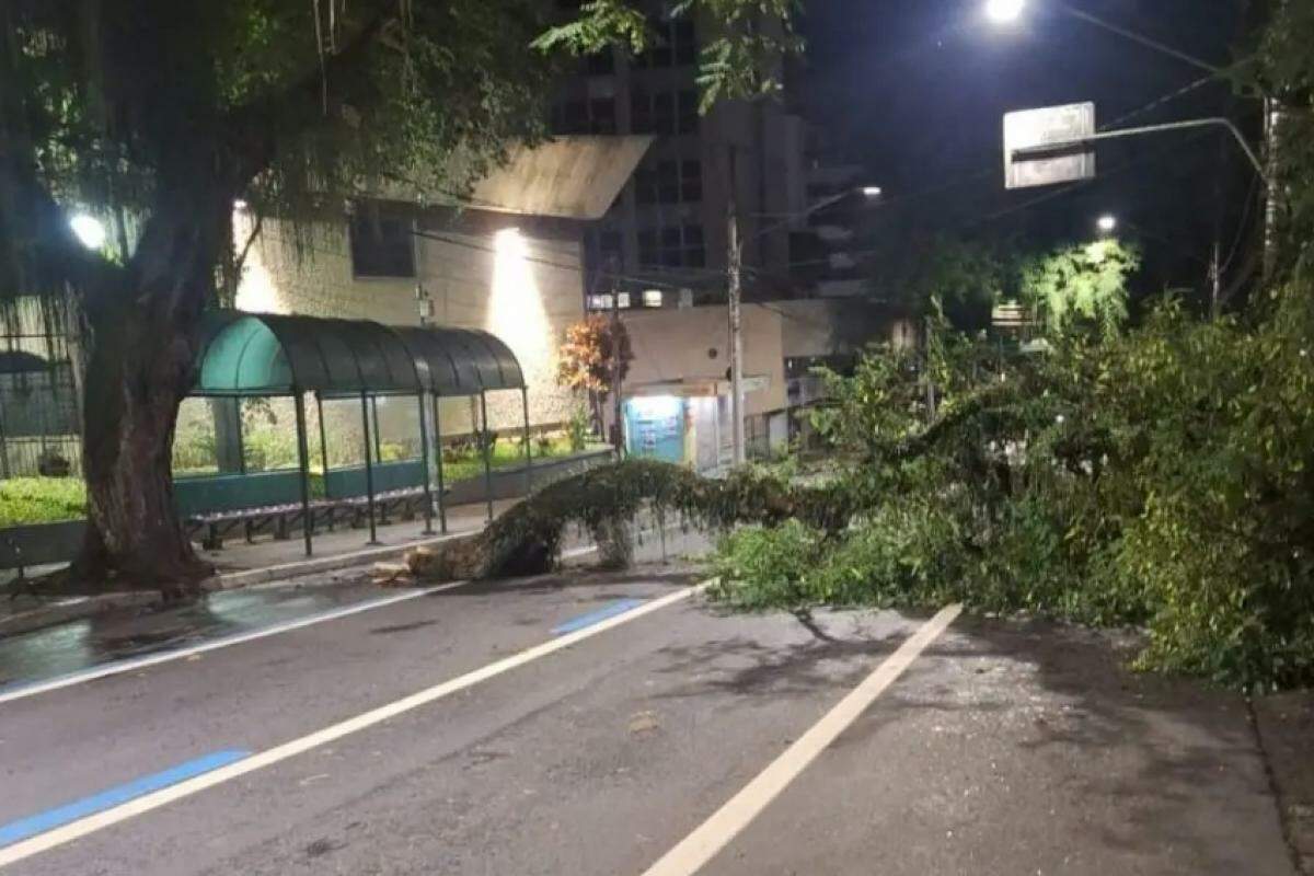 Galho despencou em avenida