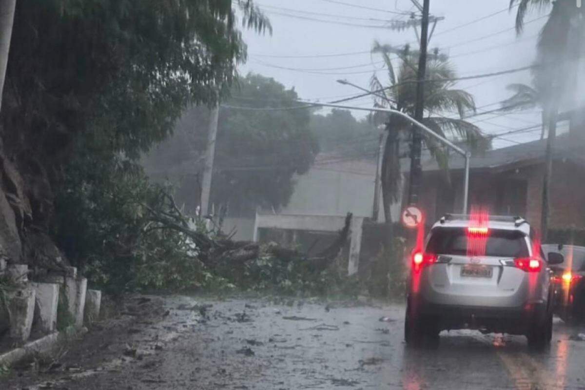 Árvores caíram e causaram problemas em São Sebastião