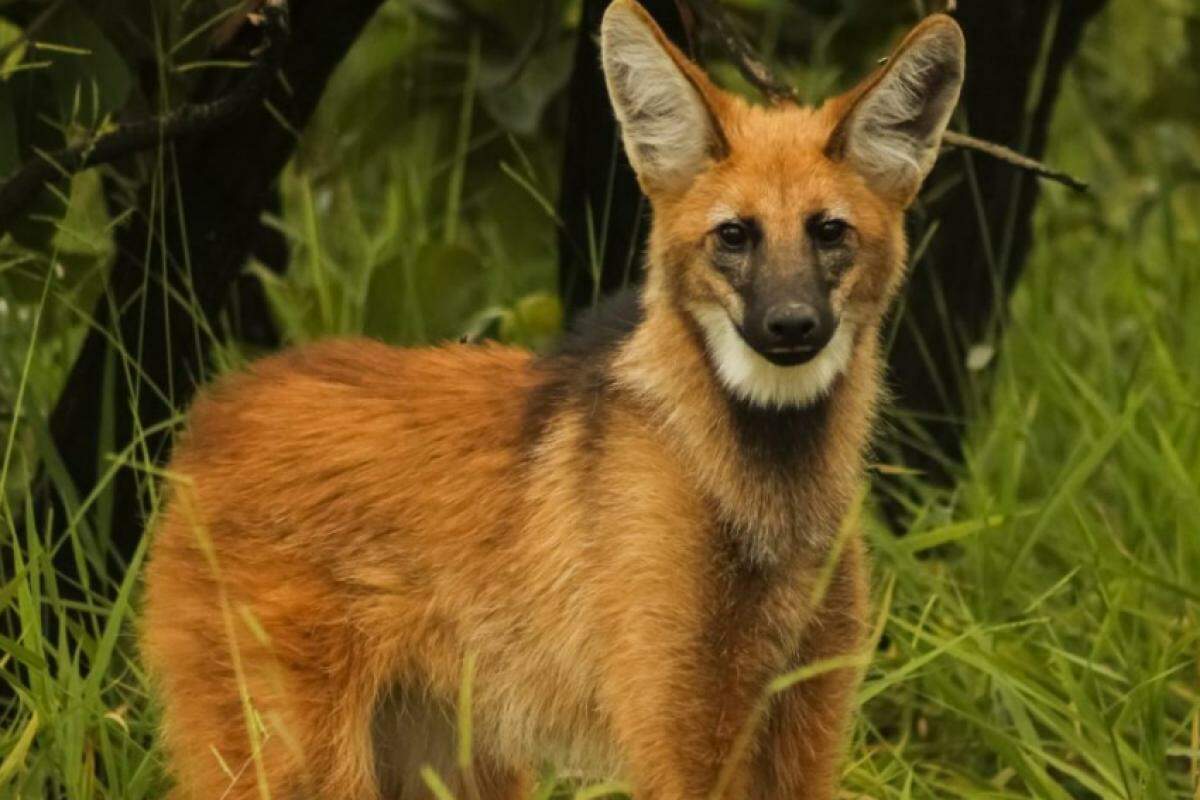 As iniciativas visam proteger a fauna local e garantir maior segurança para os motoristas