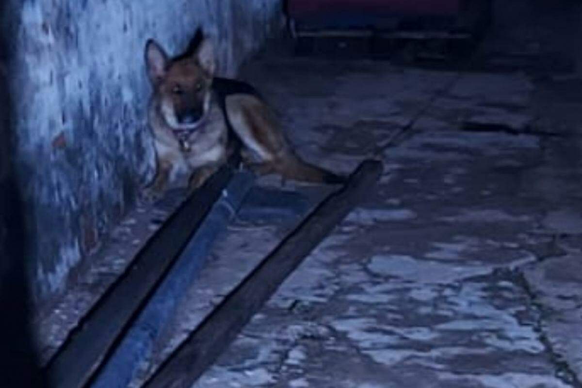 Imagens do cachorro acorrentado, segundo denunciantes ele estaria a dois dias acorrentado, e em situação de maus-tratos.