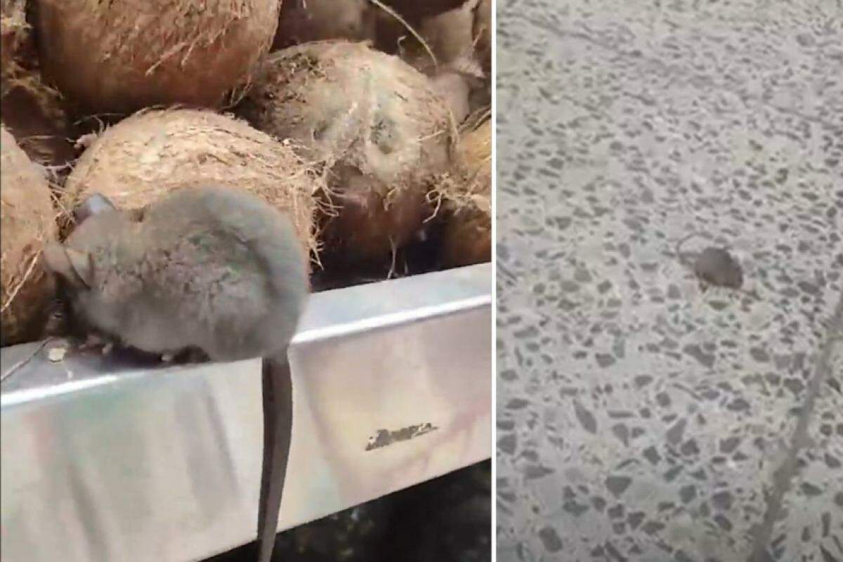 Ratos e baratas são vistos em gôndolas de mercado