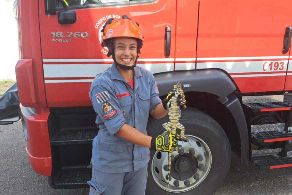 Bombeiros capturaram lagarto em residência de Caraguatatuba